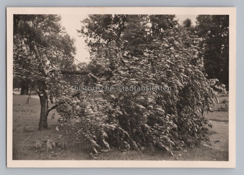 Hannover herrenhausen 1956 - hannover-herrenhausen,